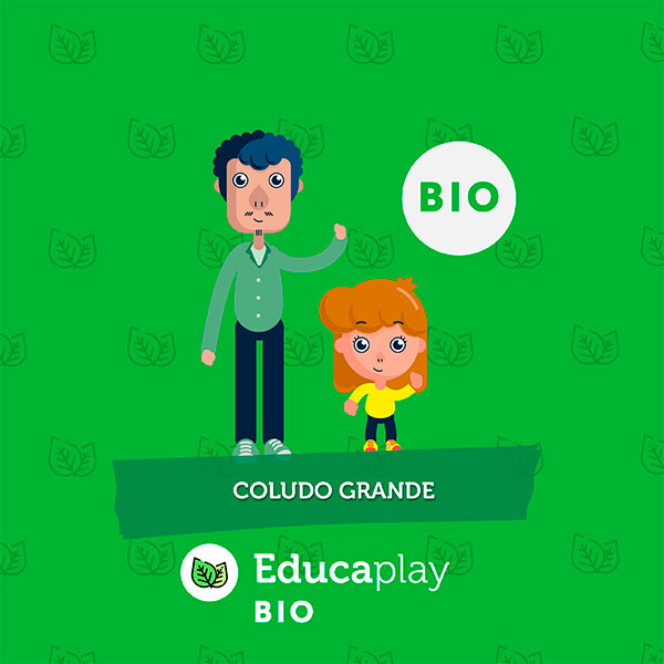 Coludo grande
