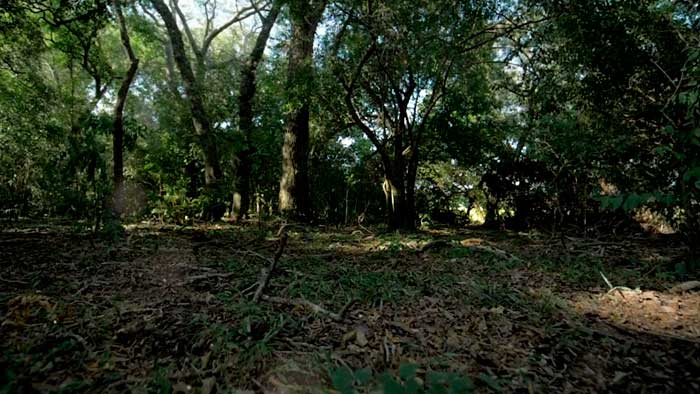 Mi Selva Eterna - Ramona Galarza y Aníbal Maldonado