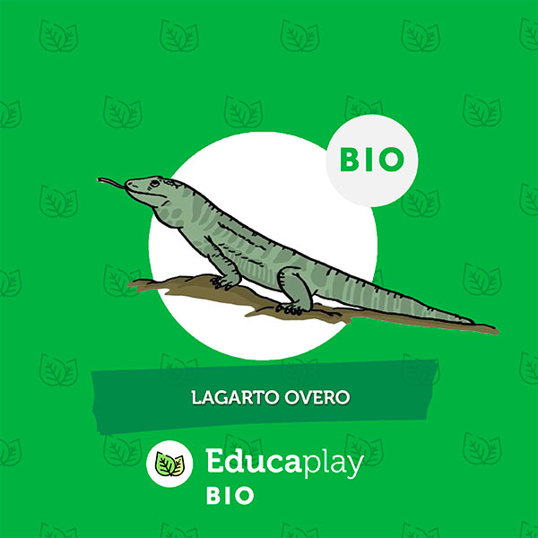 Lagarto Overo